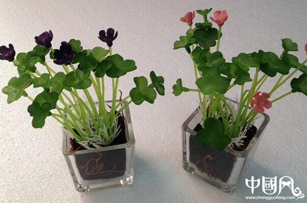 各種室內的植物風水