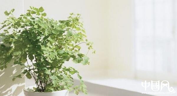 各種室內的植物風水