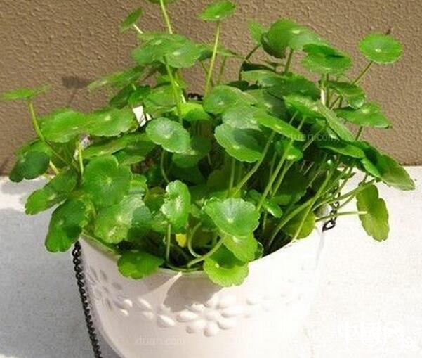 各種室內的植物風水