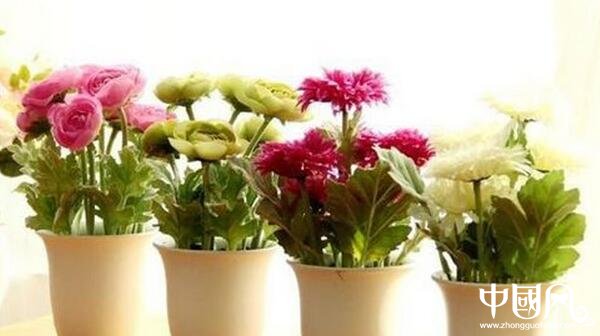 各種室內的植物風水