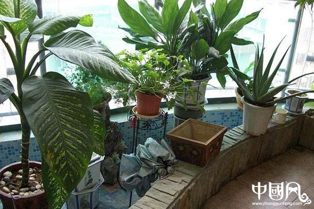 陽臺種什么植物風水好
