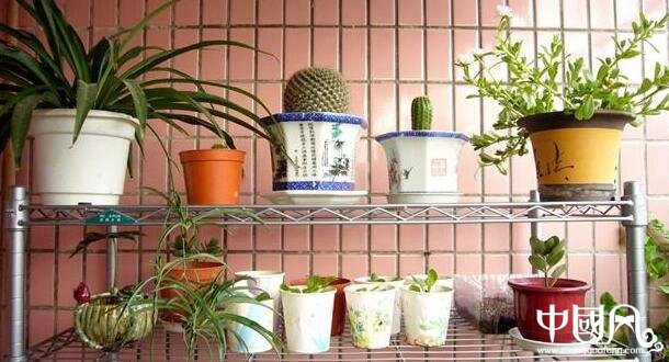 陽臺種什么植物風水好