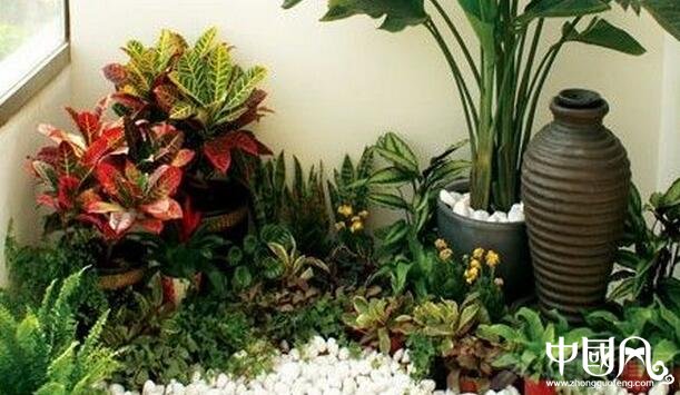 陽臺種什么植物風水好