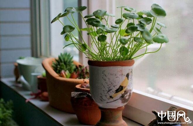 風(fēng)水外陽臺種什么好