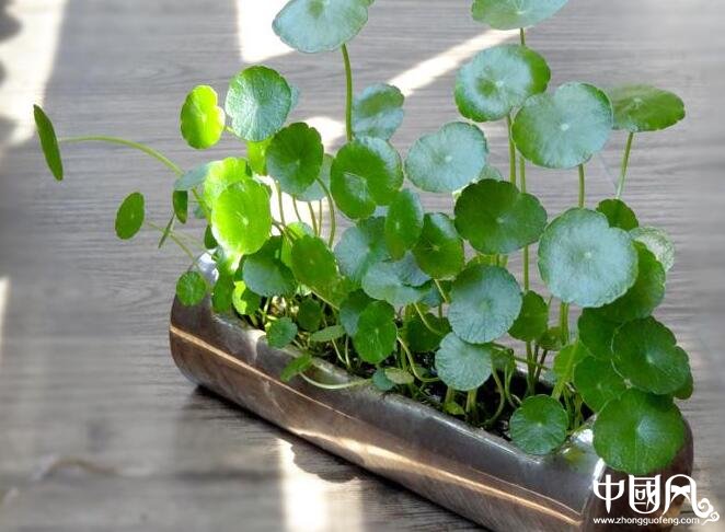 風(fēng)水外陽臺種什么好