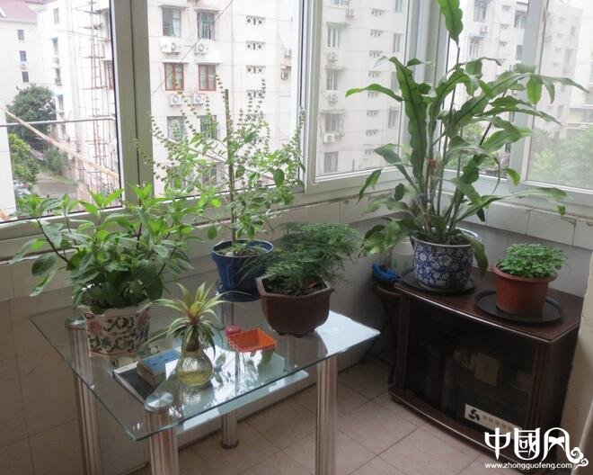 風(fēng)水外陽臺種什么好