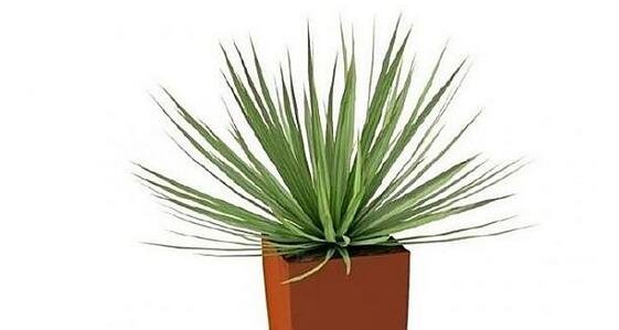 家居植物風(fēng)水學(xué)問