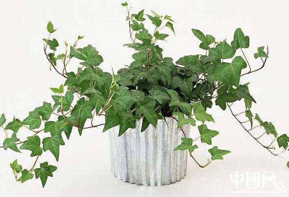 家居的富貴竹風水