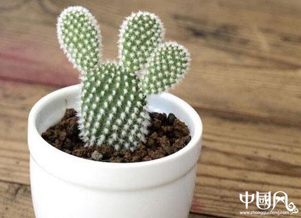 植物的風水象征