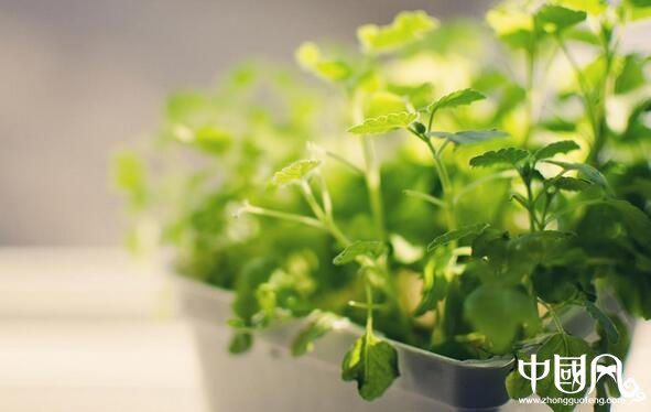 家庭養(yǎng)花的風水講究