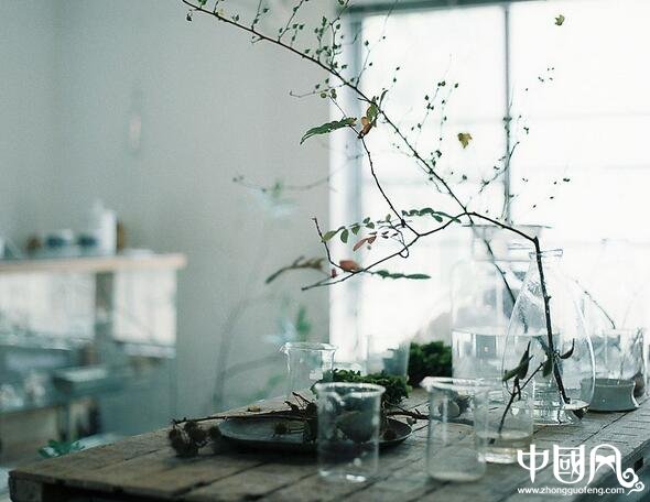 適合家居擺設的植物風水