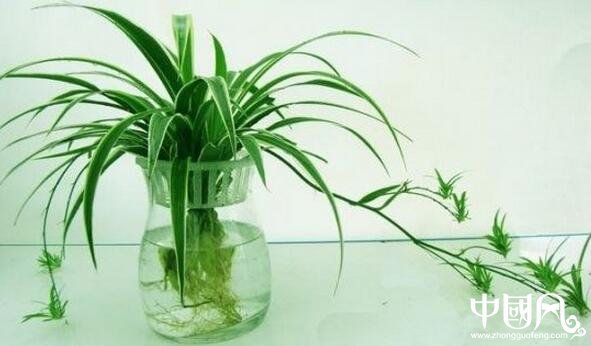 適合家居擺設的植物風水