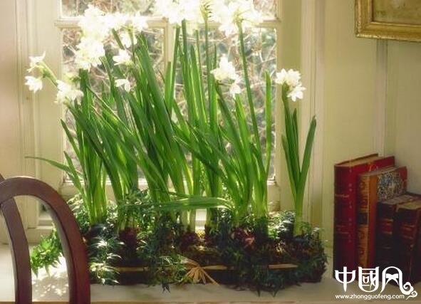 家居的風水植物宜忌