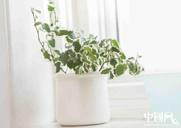 居家實用的風(fēng)水常識