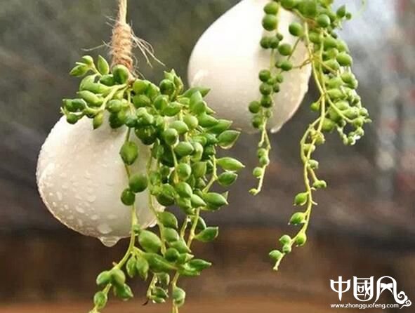 家居中的風水植物有什么