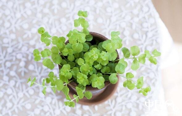 家居綠植風(fēng)水?dāng)[設(shè)知識(shí)