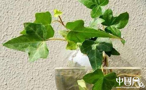 書房養(yǎng)盆栽松樹(shù)風(fēng)水