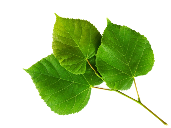 震驚?。?！植物也能招桃花運?。?！