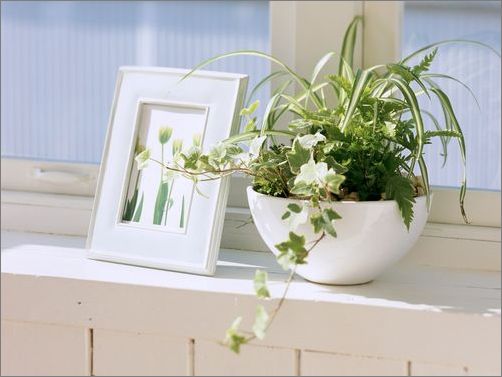 房間放什么植物好？風水學告訴你