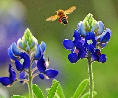 最美風(fēng)景《魯冰花》，送給母親的花！