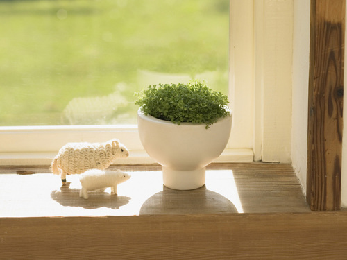 房間擺放什么植物好？風水學來幫你