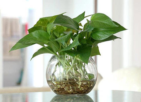 學(xué)習(xí)風(fēng)水學(xué)，房間風(fēng)水植物擺設(shè)宜忌全掌握！