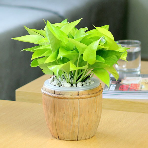 讀懂風水學(xué)，get兒童房的風水植物講究！