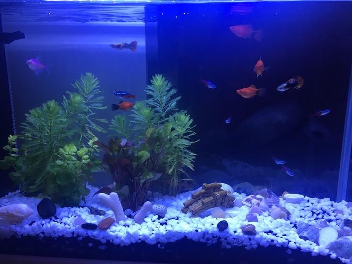 震驚！??！家居魚缸也有風水禁忌！?。? / data-IDey=