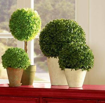 這些室內(nèi)擺放植物的風水禁忌，你知道嗎？