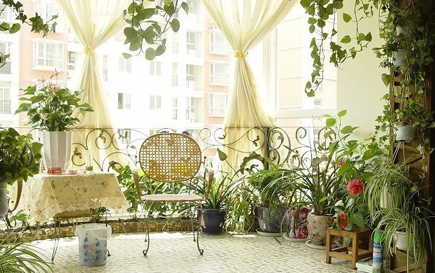 學(xué)習(xí)風(fēng)水學(xué)，陽(yáng)臺(tái)植物風(fēng)水禁忌全get！