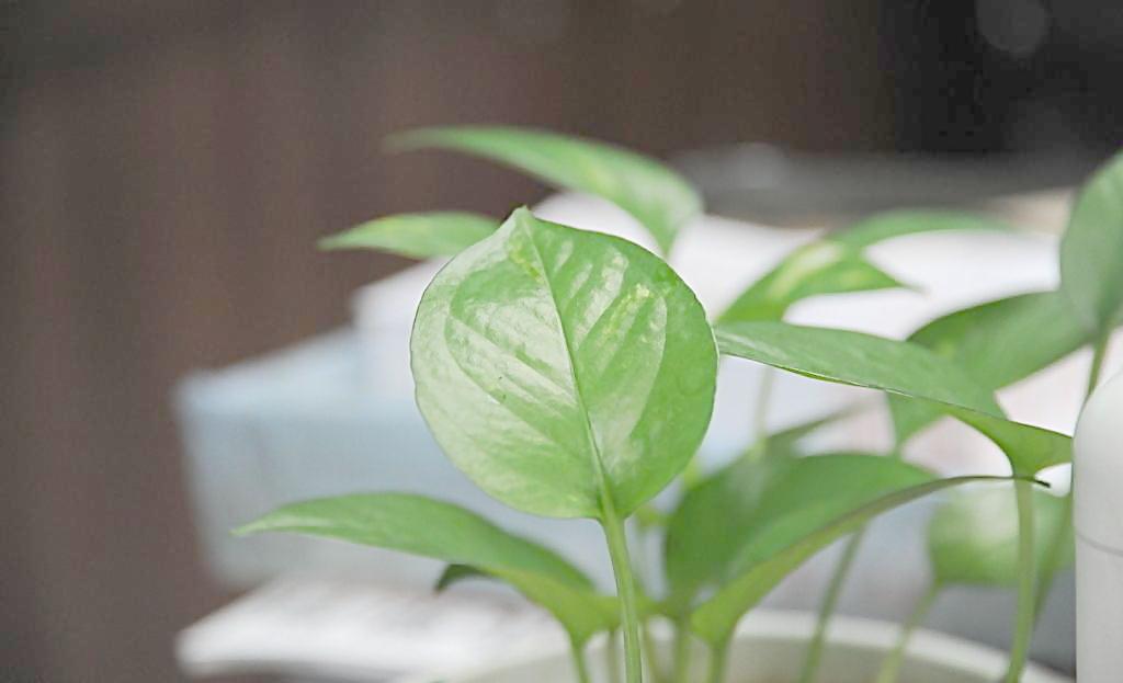 辦公室植物也有風水禁忌？？？