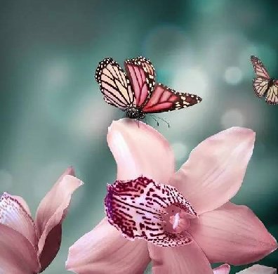 清新淡然極品蘭花風(fēng)景攝影美哉！