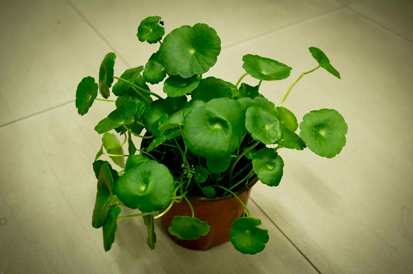 風(fēng)水大揭秘！臥室植物風(fēng)水禁忌送給你