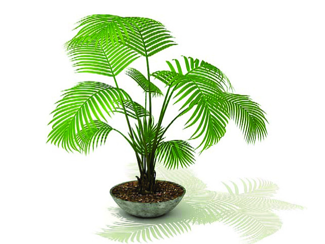 一定要學(xué)會(huì)的室內(nèi)植物擺設(shè)風(fēng)水禁忌?。?！