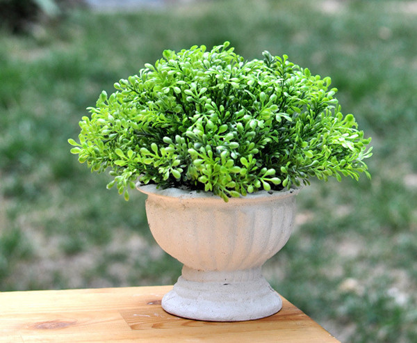 家庭植物也有風(fēng)水禁忌，真是奇葩?。?！