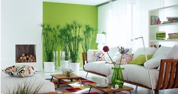 這些客廳風(fēng)水植物禁忌，你知道嗎？