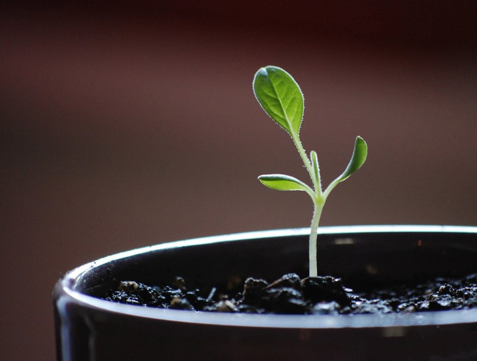 一定要知道的家居植物風水禁忌?。。? / data-8Q4Q=