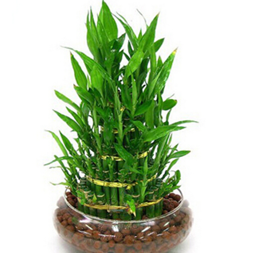 富貴竹的擺設風水禁忌，你get到了嗎？