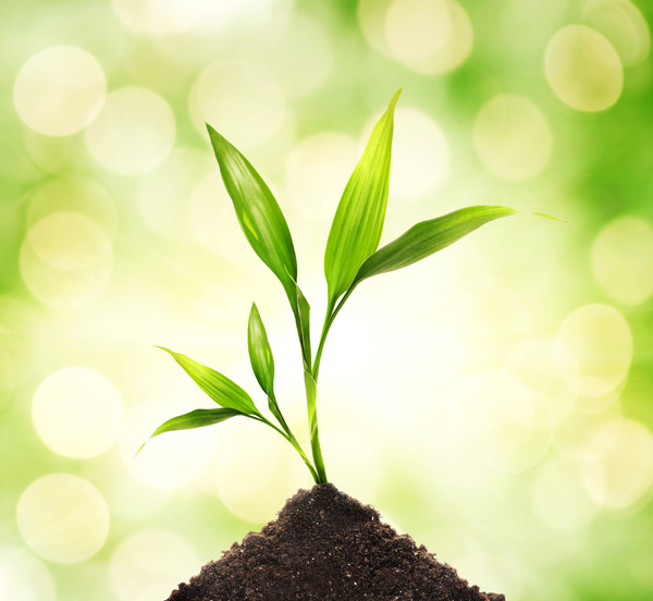 這些植物擺設(shè)風(fēng)水禁忌，一定要學(xué)會(huì)！