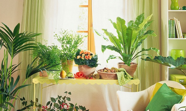 學習風水學，臥室擺放植物風水禁忌全知道！