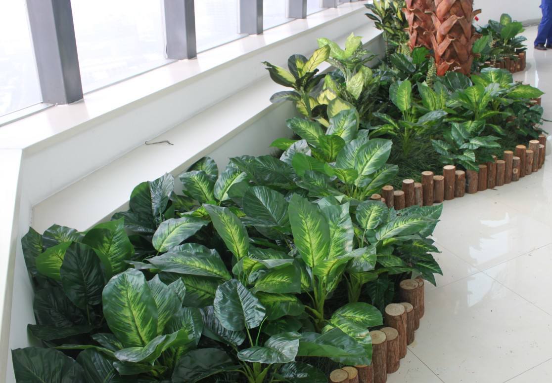 這些都是室內(nèi)植物風(fēng)水禁忌，你知道嗎？