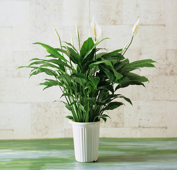 家居植物擺設(shè)風水也有講究，快來看一看！