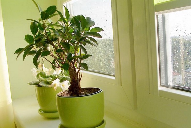 想要學(xué)風(fēng)水學(xué)嗎？家居植物風(fēng)水禁忌送給你！