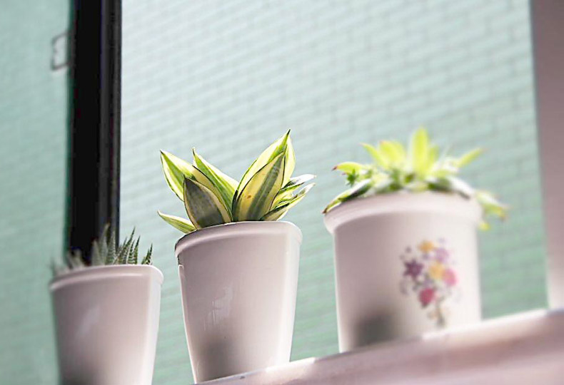 促進(jìn)夫妻關(guān)系的植物，你有沒有放在房間里？