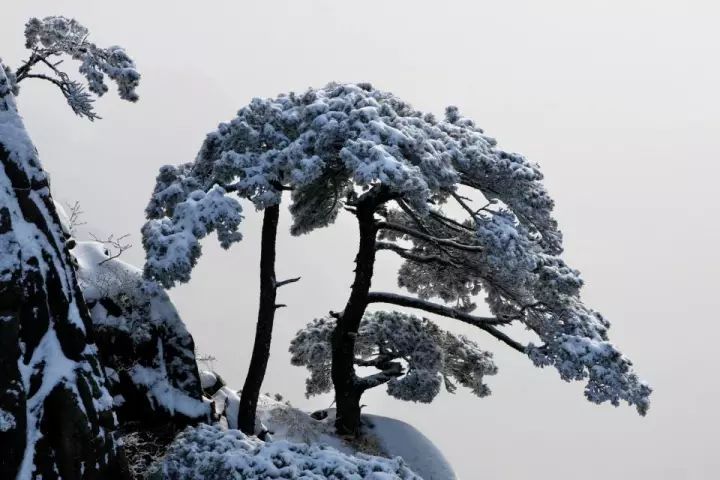 雪后黃山風(fēng)景宛如人間仙境，舞一曲雪中霓裳羽