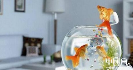 室內(nèi)的家居魚(yú)缸風(fēng)水