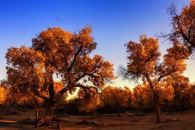 陌上·花溪堂，陌上花開笑顏傾城