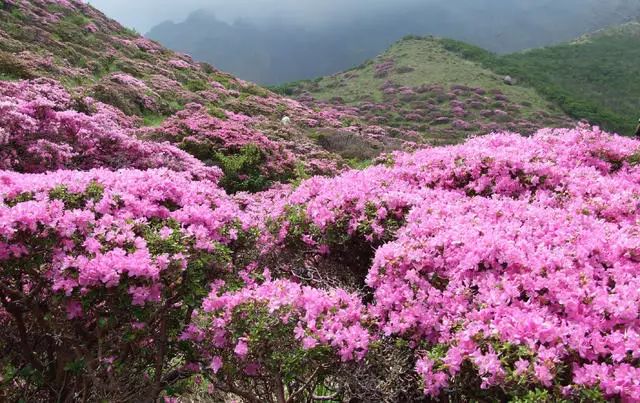 珀洱半坡，在竹海樹林之間盡享山間好風光