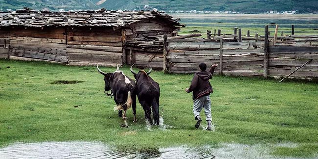 香格里拉薩洛頤度假酒店，以上帝視角看納帕海