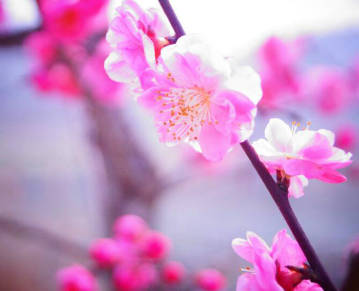 化解桃花劫，就靠這些風水學